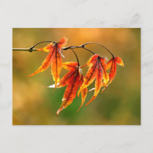 Japanse aple Leaves Briefkaart