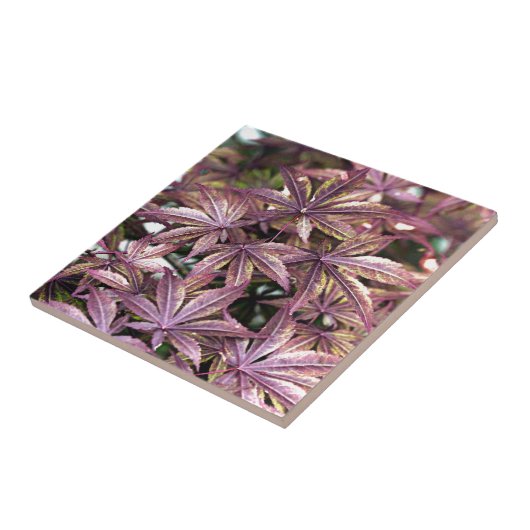 Japanse aple Leaves Tegeltje (Zijkant)