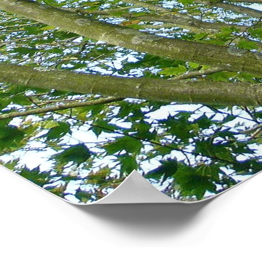 Japanse aple poster (Hoek)