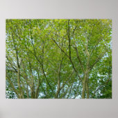 Japanse aple poster (Voorkant)