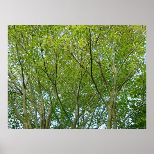 Japanse aple poster (Voorkant)