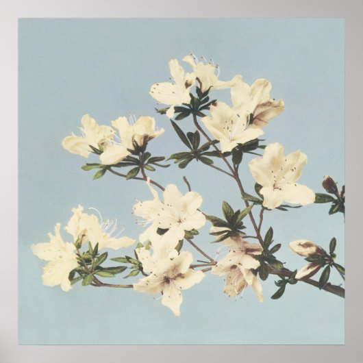 Japanse Azaleas Wall Art Poster (Voorkant)