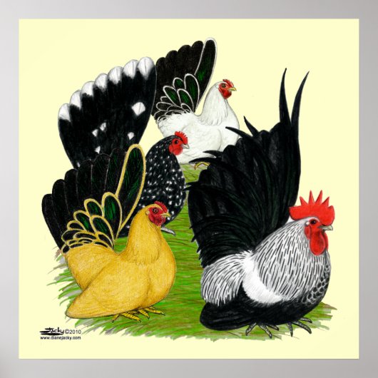 Japanse Bantam Kwartet Poster (Voorkant)