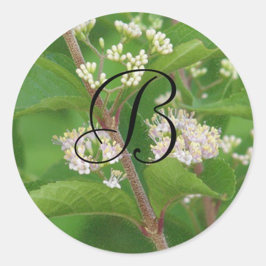 Japanse Beautyberry in bloei Ronde Sticker (Voorkant)