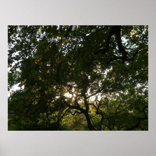 Japanse bijkantoren IV Poster (Voorkant)