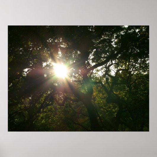 Japanse bijkantoren VII Poster (Voorkant)