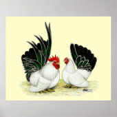 Japanse Blacktail Bantams Poster (Voorkant)