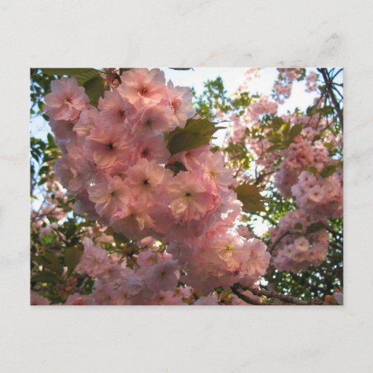 Japanse bloeiende 2Cherry Briefkaart (Voorkant)