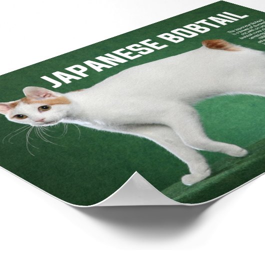 Japanse Bobtail Cat Breed Poster (Hoek)