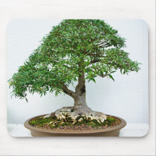 Japanse Bonsai Boom in Ondiepe Ovale Pot Muismat