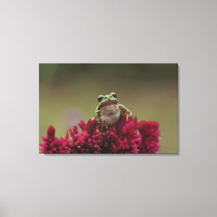 Japanse boomkikker (Hyla japonica) op bloemen; Canvas Afdruk