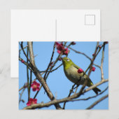 Japanse briljant: Japan Briefkaart (Voorkant / Achterkant)