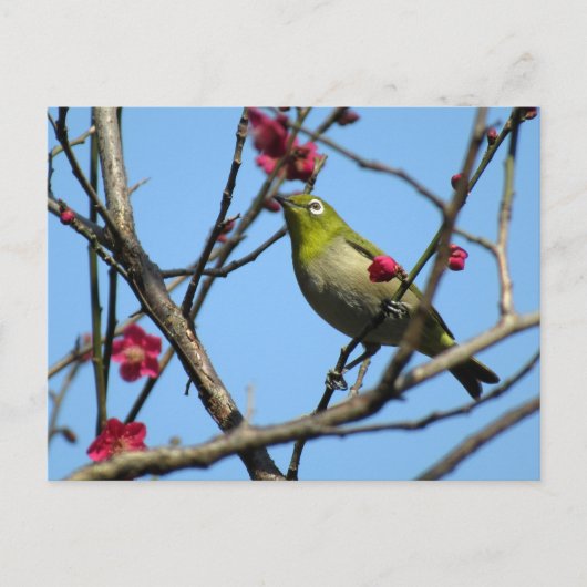 Japanse briljant: Japan Briefkaart (Voorkant)