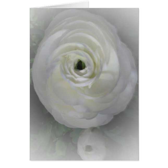 Japanse Camelia (Voorkant)