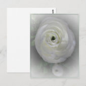 Japanse Camelia Briefkaart (Voorkant / Achterkant)