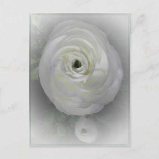 Japanse Camelia Briefkaart (Voorkant)