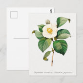  Japanse Camellia Botanisch Briefkaart (Voorkant / Achterkant)