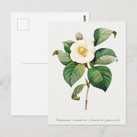  Japanse Camellia Botanisch Briefkaart (Voorkant / Achterkant)