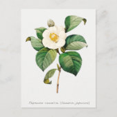  Japanse Camellia Botanisch Briefkaart (Voorkant)