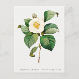 Japanse Camellia Botanisch Briefkaart