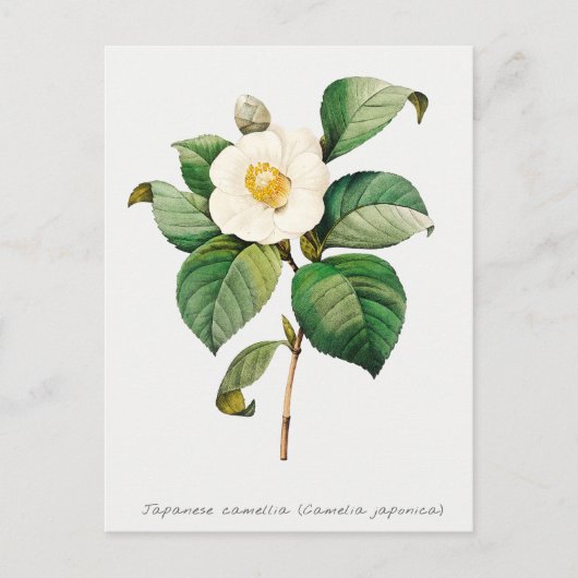  Japanse Camellia Botanisch Briefkaart (Voorkant)