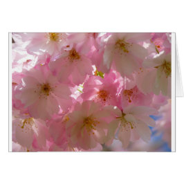 Japanse Cherry Blossom