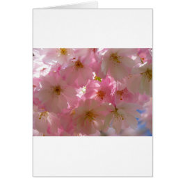 Japanse Cherry Blossom