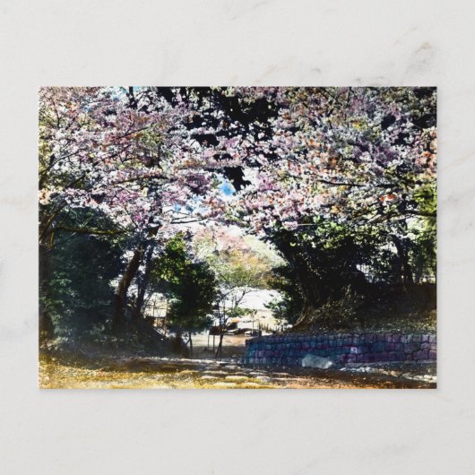 Japanse  Cherry Blossom Briefkaart (Voorkant)