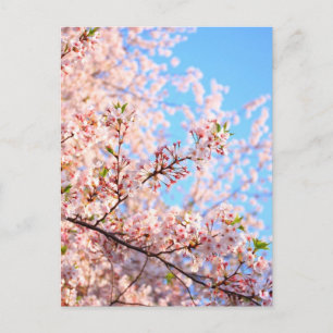Japanse Cherry Blossom Briefkaart