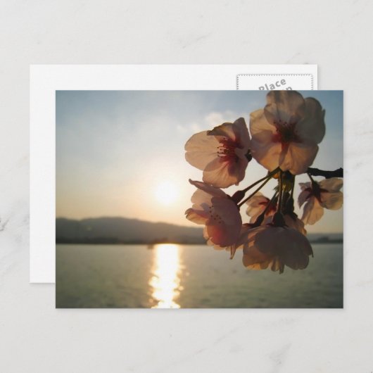 Japanse Cherry Blossom Briefkaart (Voorkant / Achterkant)