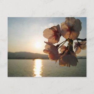 Japanse Cherry Blossom Briefkaart