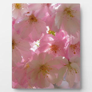 Japanse Cherry Blossom Fotoplaat
