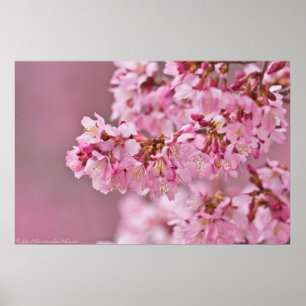 Japanse Cherry Blossom op een Poster aan de rand