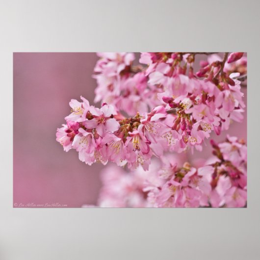 Japanse Cherry Blossom op een Poster aan de rand (Voorkant)