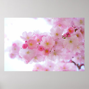 Japanse Cherry Blossom Poster