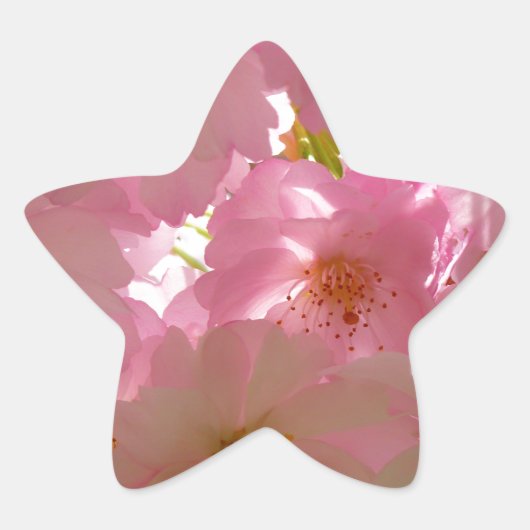 Japanse Cherry Blossom Ster Sticker (Voorkant)