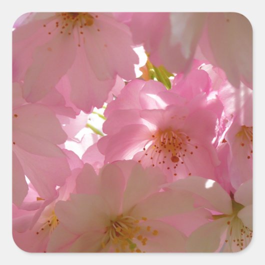 Japanse Cherry Blossom Vierkante Sticker (Voorkant)