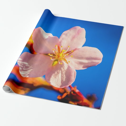 Japanse Cherry Sakura Flower Cadeaupapier (Uitgerold)