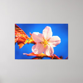 Japanse Cherry Sakura Flower Canvas Afdruk