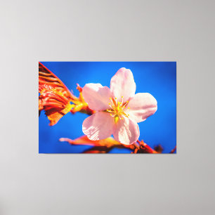 Japanse Cherry Sakura Flower Canvas Afdruk