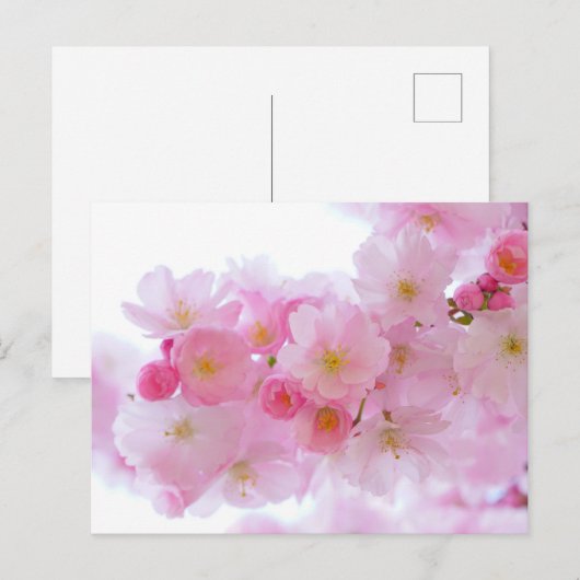Japanse Cherry Tree Blossom Briefkaart (Voorkant / Achterkant)