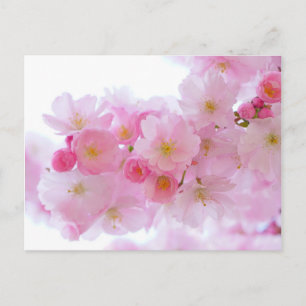 Japanse Cherry Tree Blossom Briefkaart