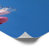 Japanse Cherry Tree Blossom Poster (Hoek)