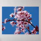 Japanse Cherry Tree Blossom Poster (Voorkant)