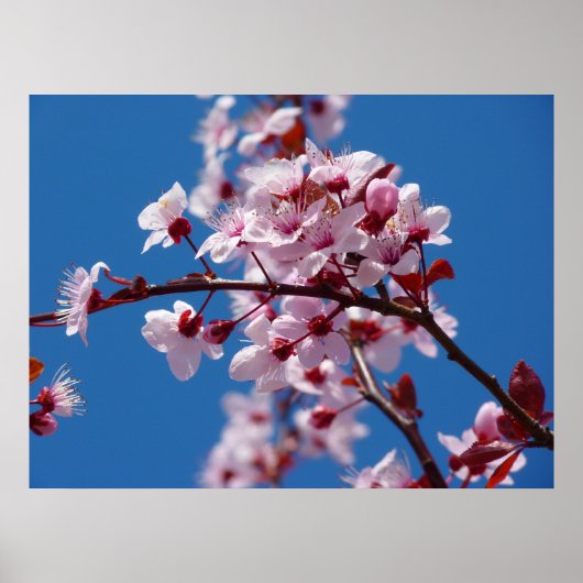 Japanse Cherry Tree Blossom Poster (Voorkant)