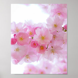 Japanse Cherry Tree Blossom Poster