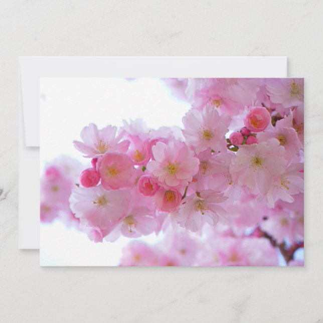 Japanse Cherry Tree Flower (Voorkant)