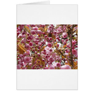 Japanse Cherry Trees