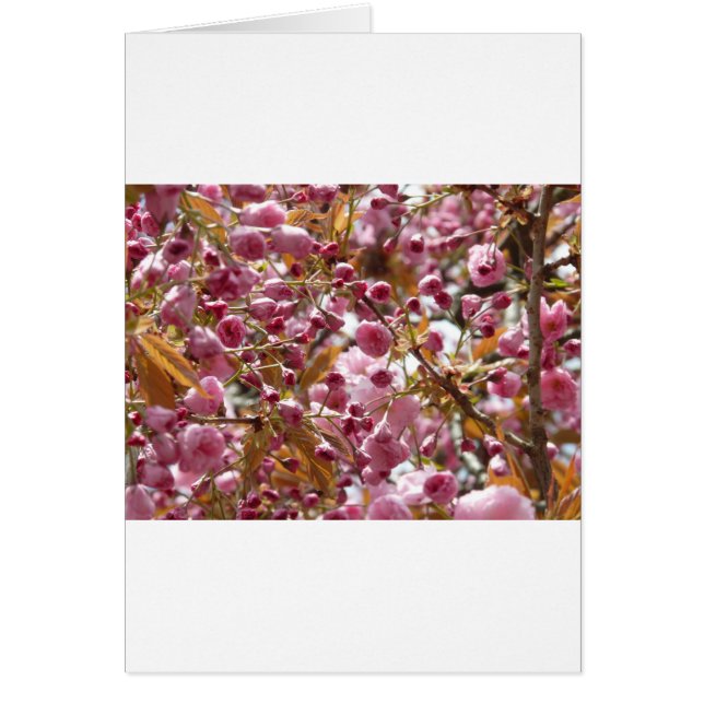 Japanse Cherry Trees (Voorkant)