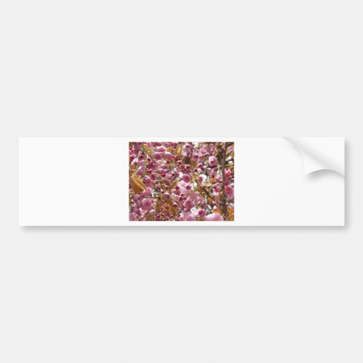 Japanse Cherry Trees Bumpersticker (Voorkant)